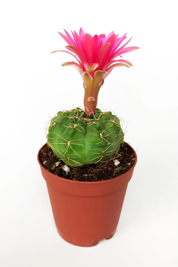 Gymnocalycium Baldianum Göz Alıcı Pembe Çiçekli Özel Tür Kaktüs