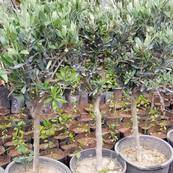 5 Yaş, Bodur, Saksılı Zeytin Fidanı (Gemlik) - 2