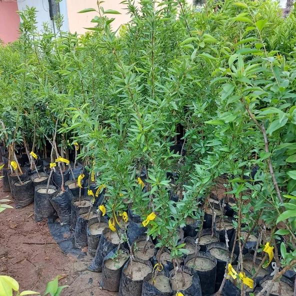 3 Yaş Aşılı Ferraduel Badem Fidanı, Tüplü - 3