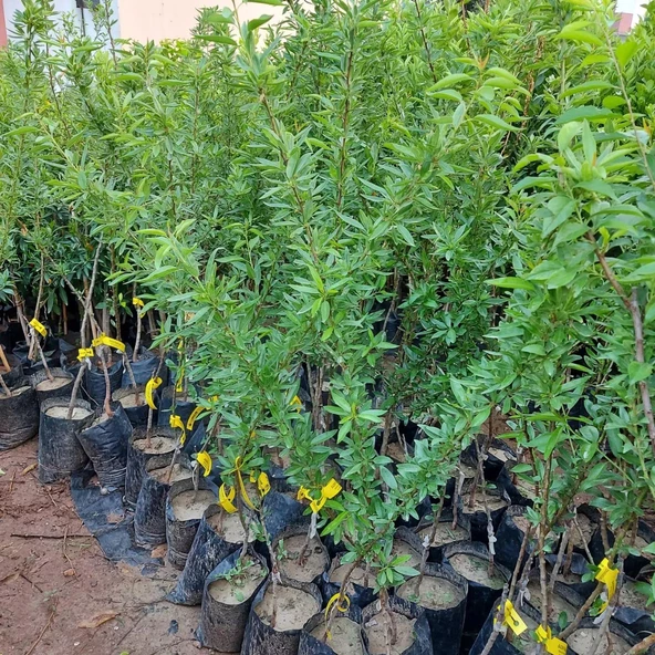 3 Yaş Aşılı Nonparelle Badem Fidanı, Torbalı - 2