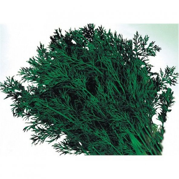 Dereotu Tohumu(10 Gr) ürün görseli 1