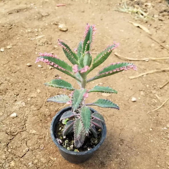 Pembe Aşkıngözyaşı Çiçeği, Yetişkin Boy - 2