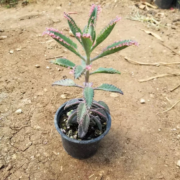 Pembe Aşkıngözyaşı Çiçeği, Yetişkin Boy - 3