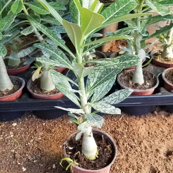 8 Adet Adenium Çöl Gülü Çiçeği Fidanı Pakedi (Mix Karışık) - 3