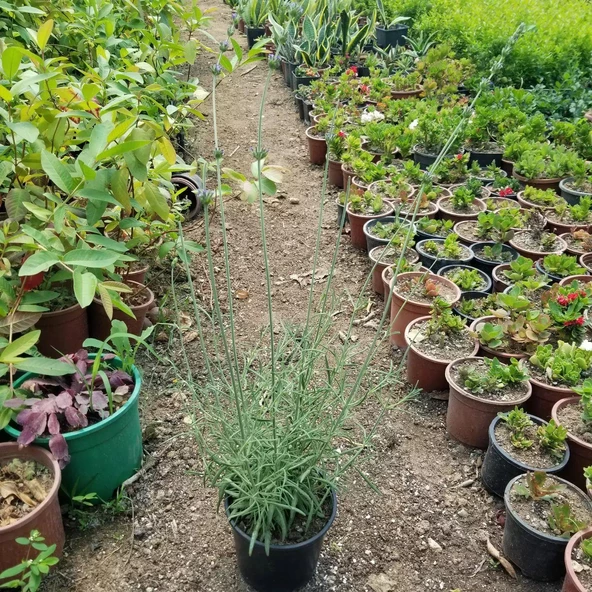 Büyük Boy Gerçek Lavanta Fidanı, Saksıda - 3