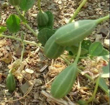 KAPARİ SOSU 1 LİTRE (FORMÜLÜMÜZ) AŞÇI MURAT KAPARİ - Resim 5