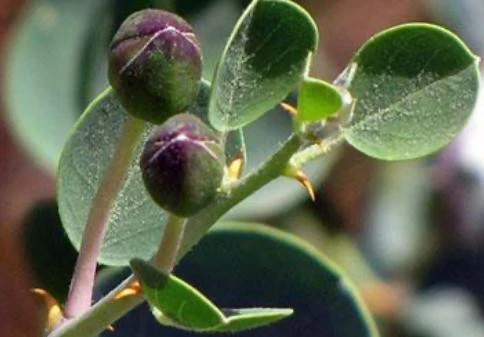 KAPARİ BAHARATI 200 gr. AŞÇI MURAT KAPARİ - Resim 3