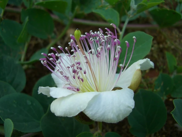 ŞEKERSİZ KAPARİ MARMELADI (PATENTLİ) 350 gr. AŞÇI MURAT KAPARİ - 5