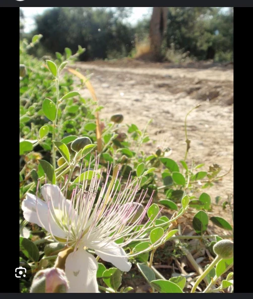 ŞEKERSİZ KAPARİ REÇELİ (PATENTLİ) 350 gr. AŞÇI MURAT KAPARİ - Resim 6