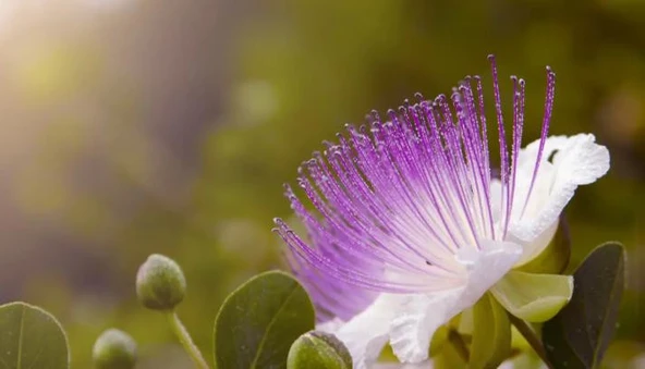 ŞEKERSİZ KAPARİ REÇELİ (PATENTLİ) 1050 gr. AŞÇI MURAT KAPARİ - 5