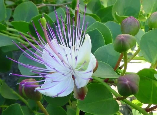 KAPARİ MARMELADI (PATENTLİ) 350 gr. AŞÇI MURAT KAPARİ - Resim 5