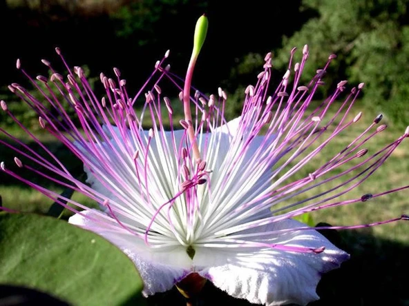 KAPARİ REÇELİ (PATENTLİ) 350 gr. AŞÇI MURAT KAPARİ - Resim 5