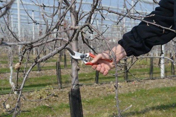 Zargana 2 Budama Makası 21.5mm Sağ By-Pass - 2