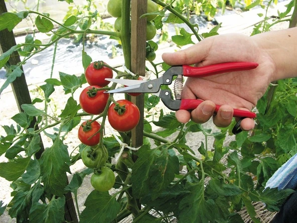 ARS 300L Meyva Toplama Makası 190mm - Resim 4