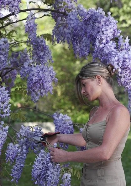 Felco 160L Budama Makası ve Felco 600 Budama Testeresi - 2