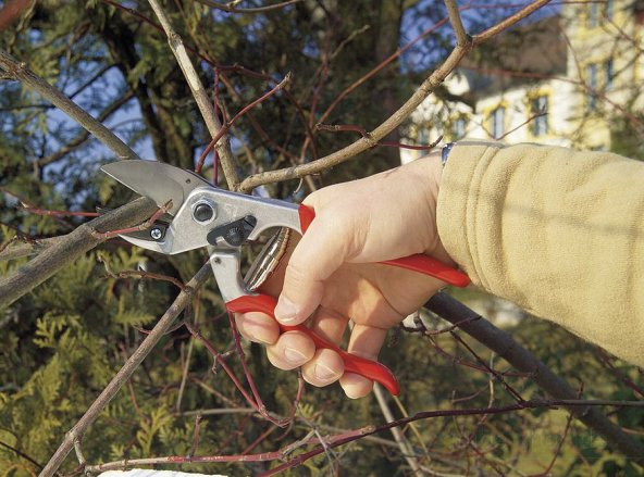 Felco 31 Budama Makası ve Felco 600 Budama Testeresi - 2