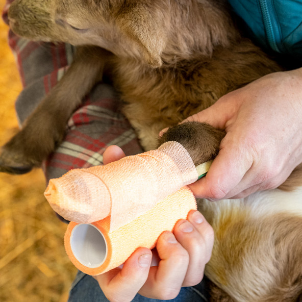 Veteriner Cebire (Atel) 4 x 30 cm. - 3