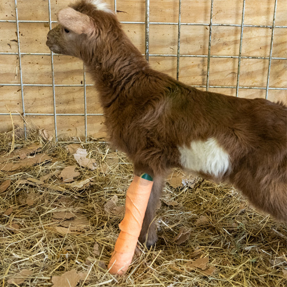 Veteriner Cebire (Atel) 4 x 30 cm. - 4