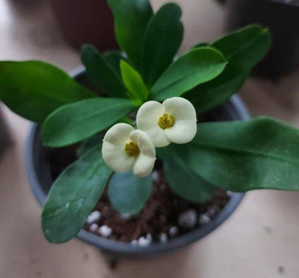Saksılı Beyaz Dikenler Tacı Japon İğnesi Euphorbia Milii 5-15 Cm