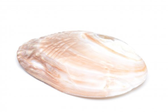 HAKİKİ DOĞAL İNCİLİ SEDEF DENİZ KABUĞU