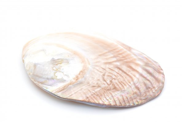 HAKİKİ DOĞAL İNCİLİ SEDEF DENİZ KABUĞU - 2