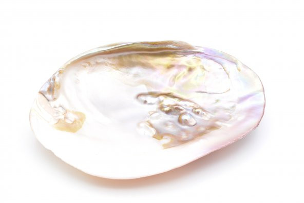 HAKİKİ DOĞAL İNCİLİ SEDEF DENİZ KABUĞU - 3