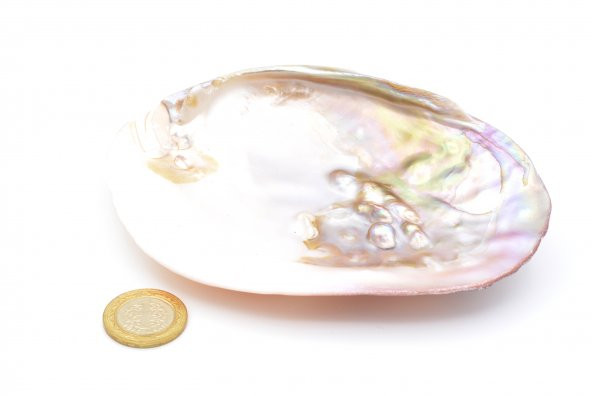 HAKİKİ DOĞAL İNCİLİ SEDEF DENİZ KABUĞU - 4