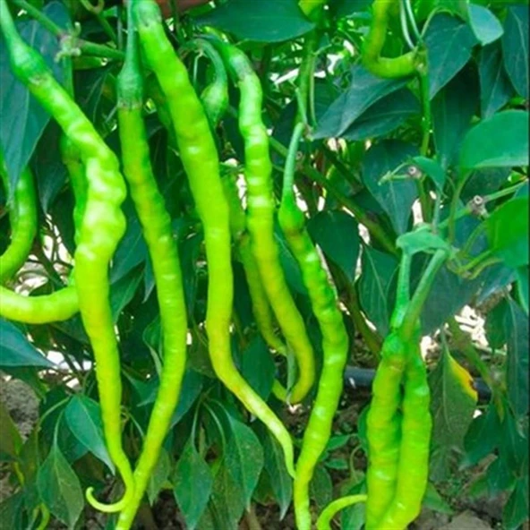 Kıl Biberi Tohumu (Organik +-10) ürün görseli 1