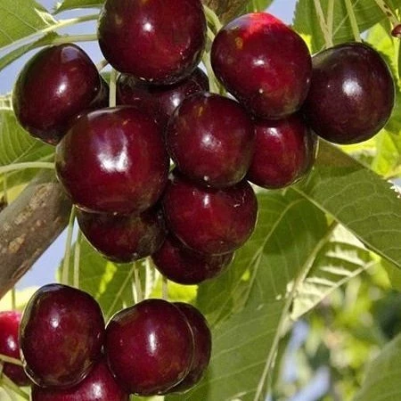 3 Yaş Aşılı Kiraz Fidanı KARAGEVREK, Torbada ürün görseli 1