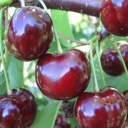 3 Yaş Aşılı Kiraz Fidanı SWEETHEART, Torbada - 1