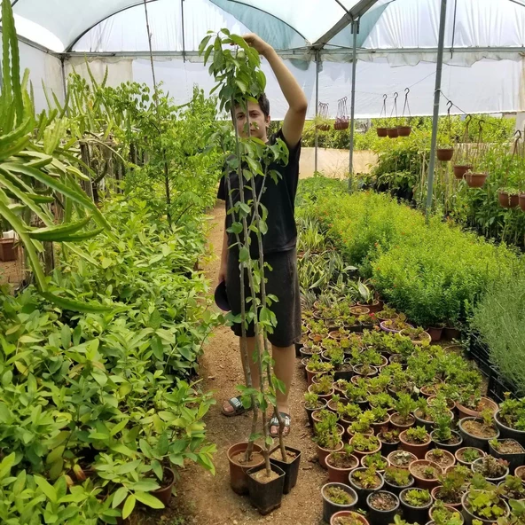 3 Yaş Aşılı Kiraz Fidanı SPRİNG GRASS, Torbada - Resim 3