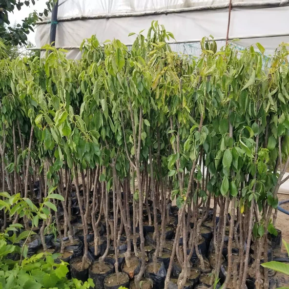 3 Yaş Aşılı Kiraz Fidanı SPRİNG GRASS, Torbada - Resim 5