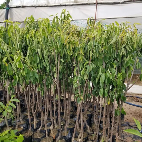 3 Yaş Aşılı Kiraz Fidanı SPRİNG GRASS, Torbada - Resim 4