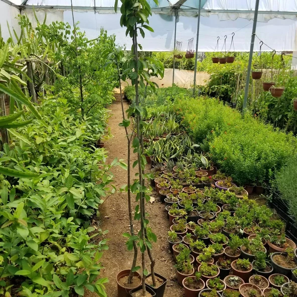 3 Yaş Aşılı Kiraz Fidanı SPRİNG GRASS, Torbada - Resim 2