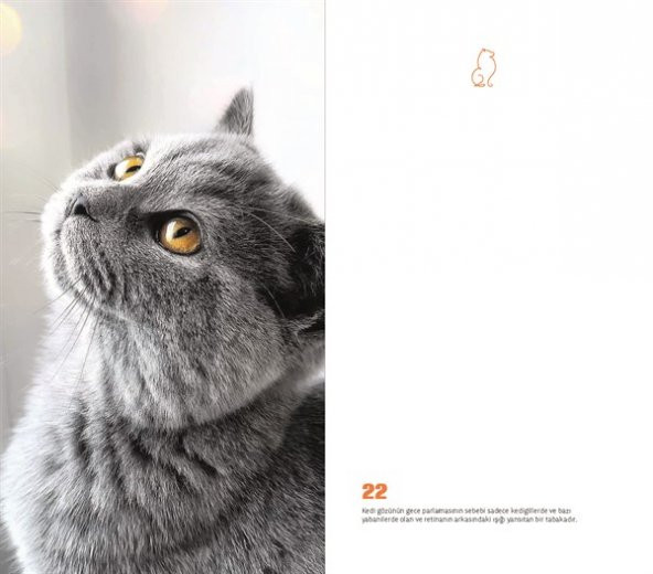 Kedi Dünyası Journal Düz - 3
