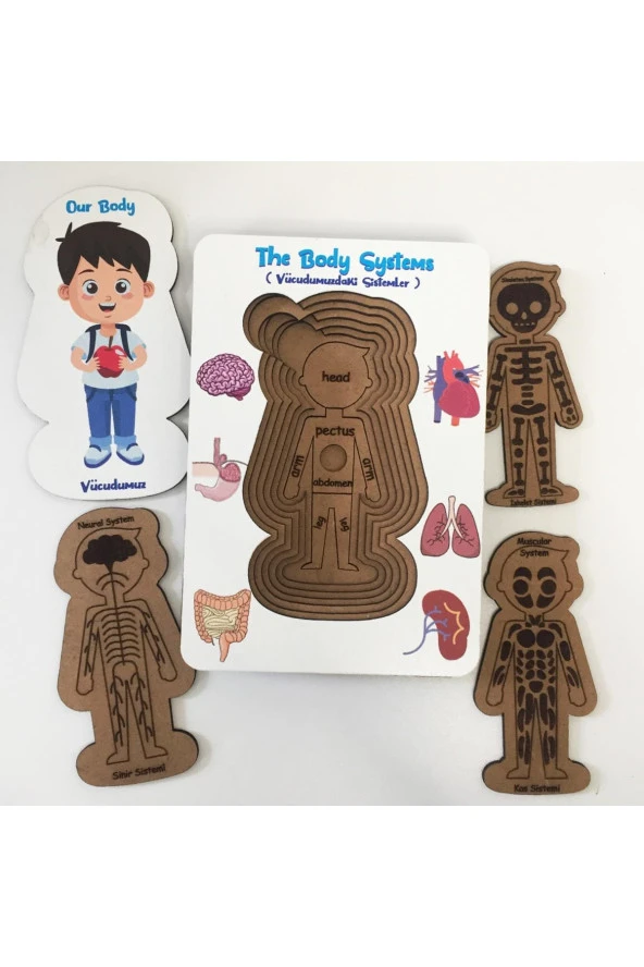 Moon Beavers Vücudumuz Sistemleri -Erkek Eğitici Öğretici Geliştirici Boyanabilir Okula (Fen Bilimleri) Katkı Sağlayan Ahşap Sağlıklı Oyuncak - 2
