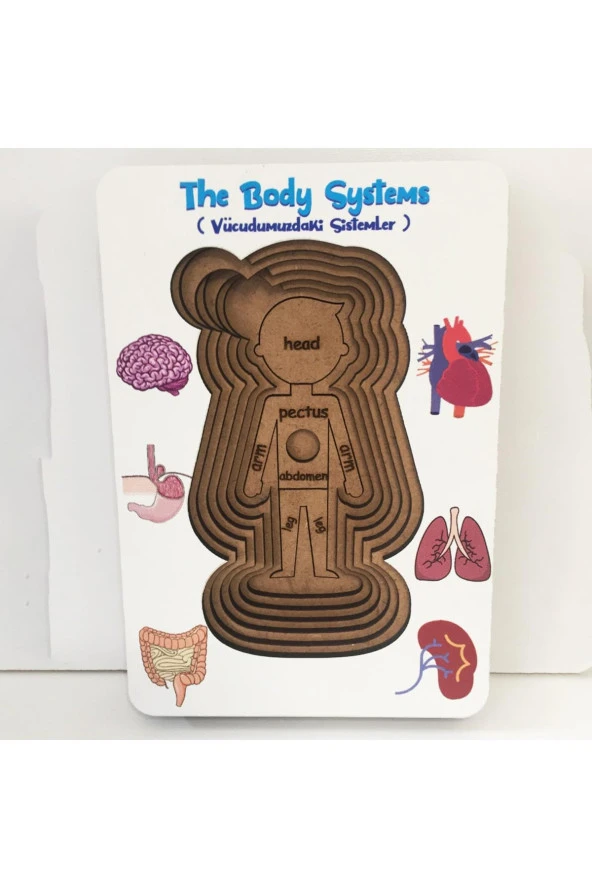 Moon Beavers Vücudumuz Sistemleri -Erkek Eğitici Öğretici Geliştirici Boyanabilir Okula (Fen Bilimleri) Katkı Sağlayan Ahşap Sağlıklı Oyuncak - 3