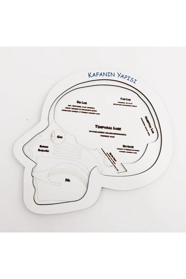 Moon Beavers Kafanın Yapısı Eğitici Öğretici Geliştirici Ahşap Sağlıklı Oyuncak 20x20 Cm - 4