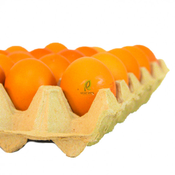 20 Lİ KARTON YUMURTA VİYOLÜ 25 LBS  (ÇİFT SARILI - ÇOK BÜYÜK YUMURTALAR İÇİN)  140 ADET - 2