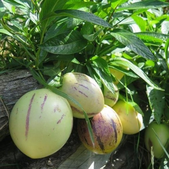 4 ADET Tüplü Salkım Meyveli Pepino Fidanı Yaş 1 Boy 45-65cm ürün görseli 1