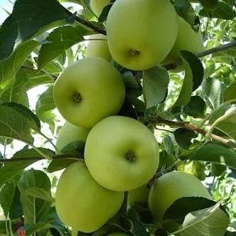 5 Yaş, Aşılı Elma Fidanı GOLDEN REİNDERS, Torbada, +120 Cm - 1