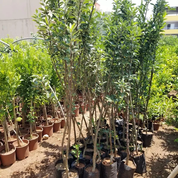 5 Yaş, Aşılı Elma Fidanı RED STAR, Torbada, +120 Cm - Resim 2