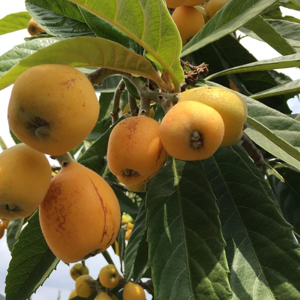 4-5 Yaş Yenidünya Malta Eriği Fidanı, Torbada, +150 Cm ürün görseli