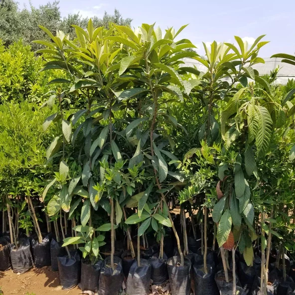 4-5 Yaş Yenidünya Malta Eriği Fidanı, Torbada, +150 Cm - Resim 3