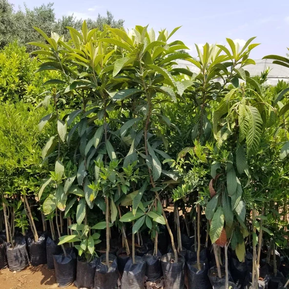 4-5 Yaş Yenidünya Malta Eriği Fidanı, Torbada, +150 Cm - Resim 2