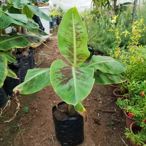 Bodur Saksılık Azman Muz Fidanı (Meyve Verir Yaşta) - 2