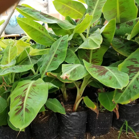 Bodur Saksılık Azman Muz Fidanı (Meyve Verir Yaşta) - 3