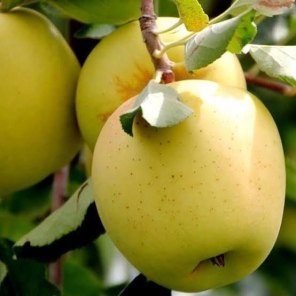 6 Yaş Aşılı Arap Golden Elma Fidanı , Saksıda