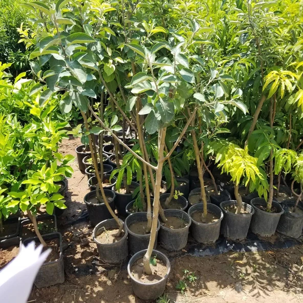 6 Yaş Aşılı Starking Elma Fidanı , Saksıda - Resim 3