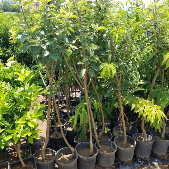 6 Yaş Aşılı Starking Elma Fidanı , Saksıda - Resim 2